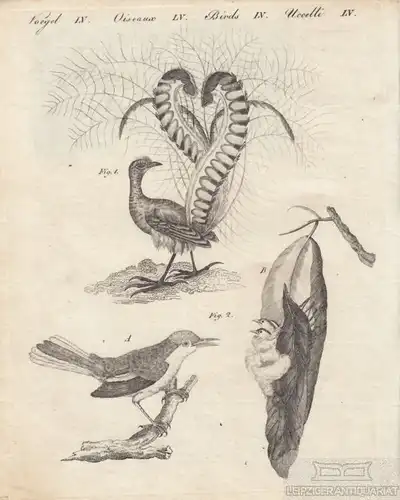 Vögel. Tafel LV. Leierschwänze. Schneidervögel, Kupferstich, Bertuch. 1805