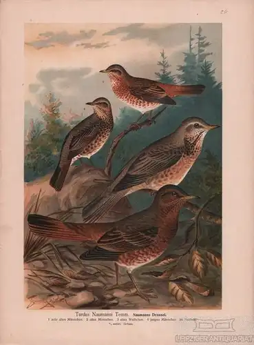 Naumanns Drossel, Lithografie, Naumann. Kunstgrafik, 1901, Chromolithographie