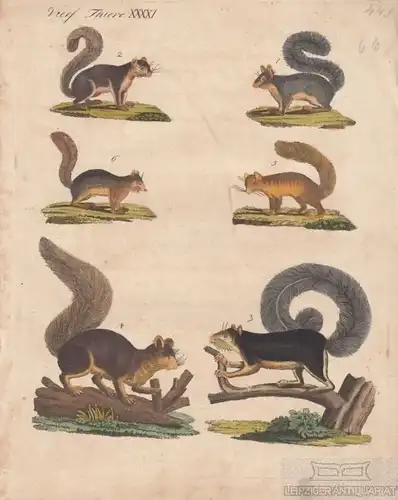 Vierf. Thiere. Tafel XXXXI. Eichhörnchen, Kupferstich, Bertuch. Kunstgrafik