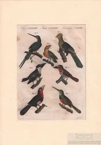 Vögel. Tafel LXXXVIII. Vögel, Kupferstich, Bertuch. Kunstgrafik, 1805