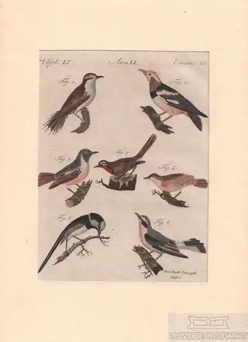 Vögel. Tafel LI. Rubinkehlchen. Steinschmätzer, Kupferstich, Bertuch. 1805