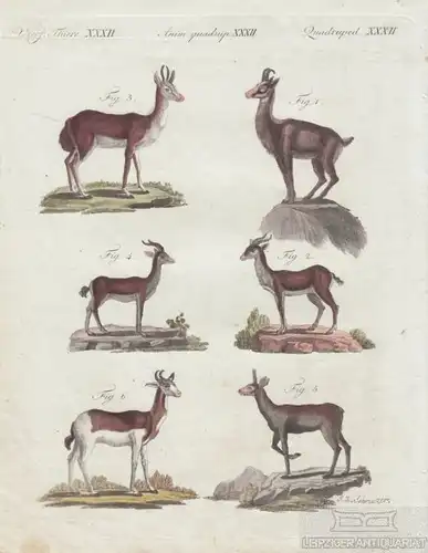 Vierf. Thiere. Tafel XXXII. Gemse. Gazelle. Antilope, Kupferstich, Bertuch. 1805