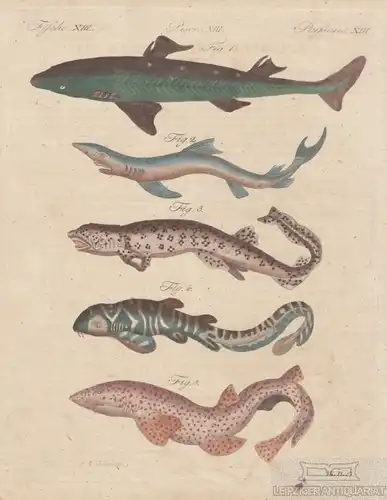 Fische. Tafel XIII. Haifische, Kupferstich, Bertuch. Kunstgrafik, 1805