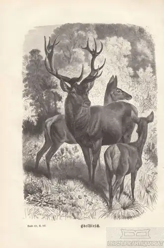 Edelhirsch. aus Brehms Thierleben, Holzstich. Kunstgrafik, 1877, gebraucht, gut