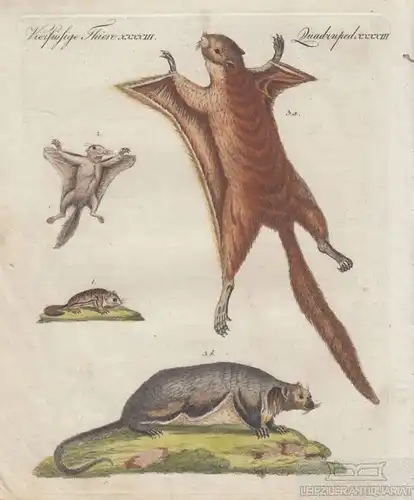 Vierf. Thiere. Tafel XXXXIII. Nagetiere. Gleithörnchen, Kupferstich, Bertuch