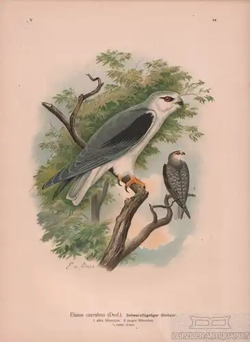 Schwarzflügeliger Gleitaar, Lithografie, Naumann. Kunstgrafik, 1901