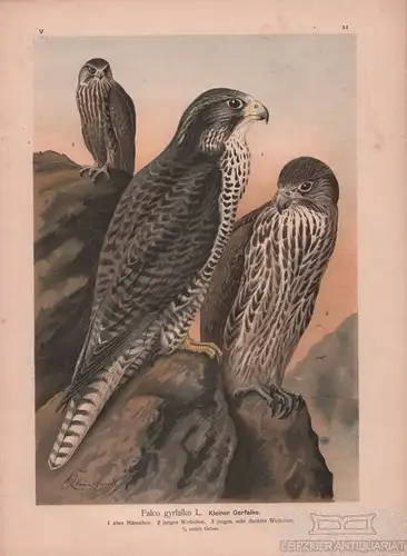 Kleiner Gerfalke, Lithografie, Naumann. Kunstgrafik, 1901, Chromolithographie