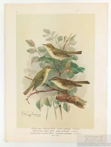 Grüner Laubvogel. Gelber Laubvogel. Nordischer Laubvogel, Lithografie, Naumann