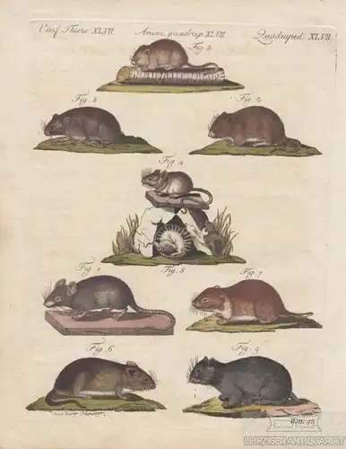 Vierf. Thiere. Tafel XLVII. Mäuse, Kupferstich, Bertuch. Kunstgrafik, 1805