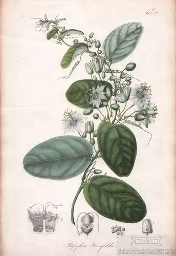 Lithographie: Passiflora Horsfieldii, Blume, Karl Ludwig. Kunstgrafik, 1858