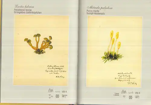 Buch: Latvias Senes-F. E. Stolla akvareli - Lettlands Pilze-Pilzaquarelle von