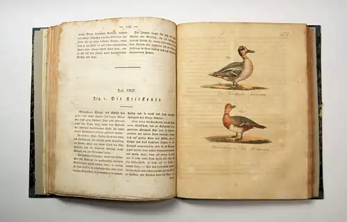 Buch: Naturgeschichtliche Unterhaltungen 2 - Vögel, ca. 1800, Carl Fr. Stuckart