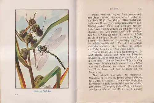 Heft: Am Teich- und Flußufer, Kinderaugen der Natur 2, Buckley, 1910, Gesenius