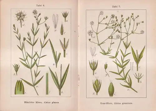 Buch: J. Sturms Flora von Deutschland, Ernst H. L. Krause, 1901, K. G. Lutz