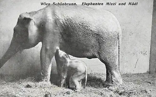 AK Wien Schönbrunn. Elephanten Mizzi und Mädi. ca. 1923, gebraucht, gut