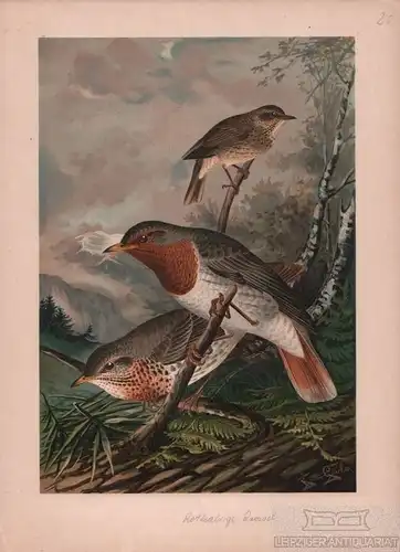 Rothalsige Drossel, Lithografie, Naumann. Kunstgrafik, 1901, Chromolithographie