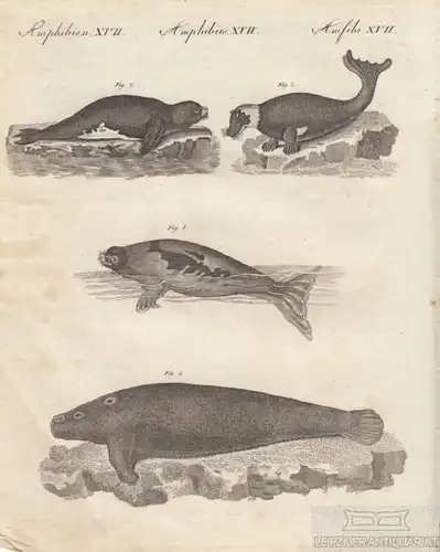 Amphibien. Tafel XVII. Robben. Seehund, Kupferstich, Bertuch. Kunstgrafik, 1805