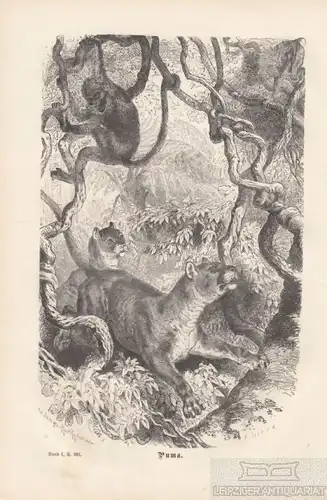 Puma. aus Brehms Thierleben, Holzstich. Kunstgrafik, 1876, gebraucht, gut