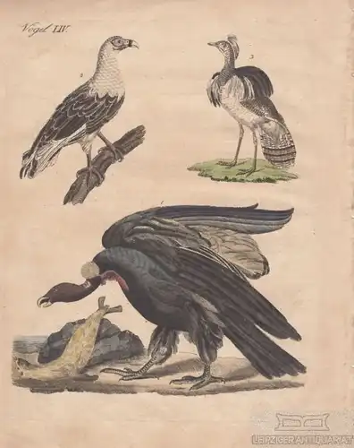 Vögel. Tafel LIV. Raubvögel, Kupferstich, Bertuch. Kunstgrafik, 1805