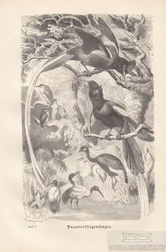 Paradiesfliegenfänger. aus Brehms Thierleben, Holzstich. Kunstgrafik, 1878
