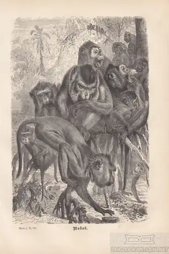 Makak. aus Brehms Thierleben, Holzstich. Kunstgrafik, 1876, gebraucht, gut