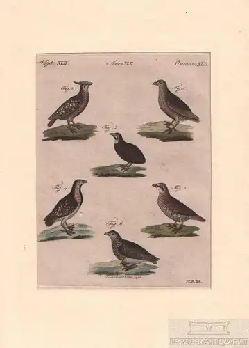Vögel. Tafel XLII. Wachteln, Kupferstich, Bertuch. Kunstgrafik, 1805