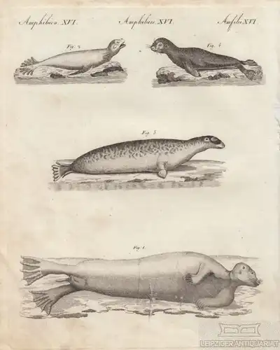 Amphibien. Tafel XVI. Robben. Seehund, Kupferstich, Bertuch. Kunstgrafik, 1805