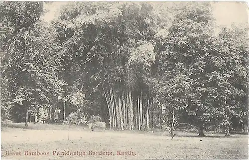 AK Giant Bamboos Peradeniya Gardens. Kandy. ca. 1908, Postkarte. Ca. 1908