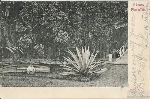 AK s Lands Plantentuin. ca. 1905, Postkarte. Ca. 1905, gebraucht, gut