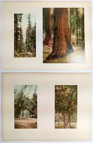 Foto: California - Big Tree Station, Three Graces, Palms at Glen-Annie ... 1898