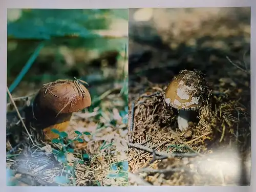 11 großformatige farbige Natur- und Pilzfotos, Schottland, Anlage 673, Agfa