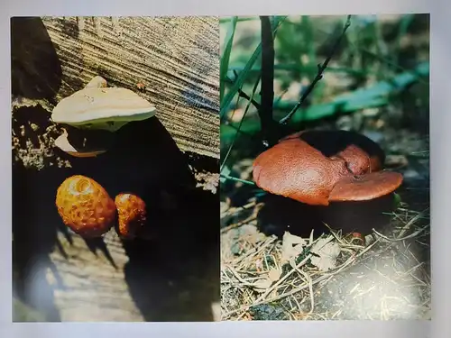 11 großformatige farbige Natur- und Pilzfotos, Schottland, Anlage 673, Agfa