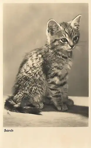 AK Katze Peterle, ca. 1954, gebraucht, gut