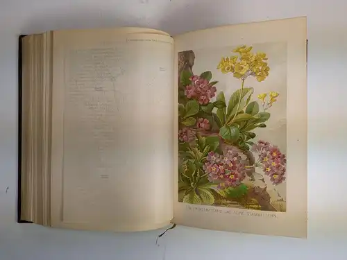 Buch: Pflanzenleben 1+2, Kerner von Marilaun, Anton. 2 Bände, Bibliogr. Institut