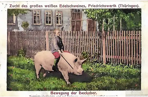 AK Zucht des großen weißen Edelschweines. Friedrichswerth... Postkarte. C 279292