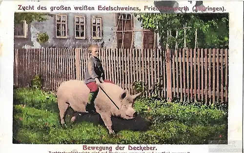 AK Zucht des großen weißen Edelschweines. Friedrichswerth... Postkarte. Ca. 1913