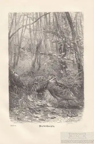 Waldschnepfe. aus Brehms Thierleben, Holzstich. Kunstgrafik, 1879