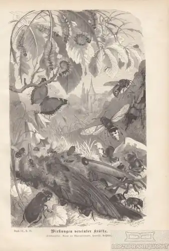 Wirkungen vereinter Kräfte. aus Brehms Thierleben, Holzstich. Kunstgrafik, 1877