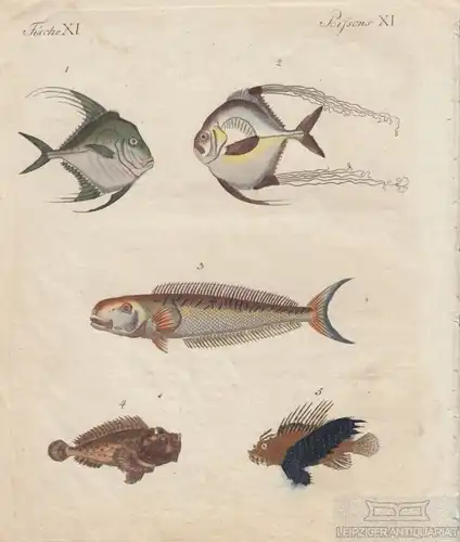 Fische. Tafel XI. Ostindische Fische, Kupferstich, Bertuch. Kunstgrafik, 1805