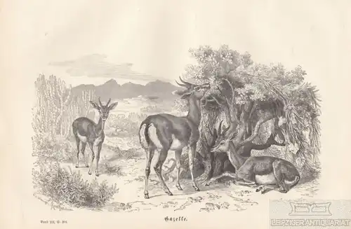 Gazelle. aus Brehms Thierleben, Holzstich. Kunstgrafik, 1877, gebraucht, gut