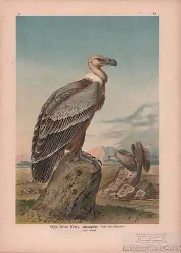 Gänsegeier, Lithografie, Naumann. Kunstgrafik, 1901, Verlag Fr. Eugen Köh 263476