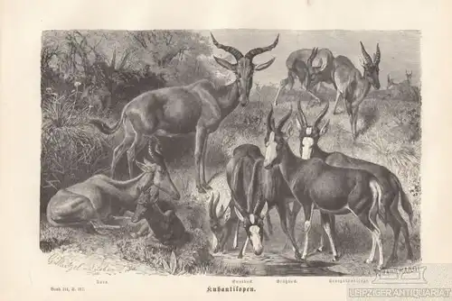 Kuhantilopen. Buntbock. Bläßbock. Senegalantilope. aus Brehms... Holzstich. 1877
