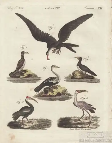 Vögel. Tafel XXI. Sumpfvögel. Wasservögel, Kupferstich, Bertuch. Kunstgrafik