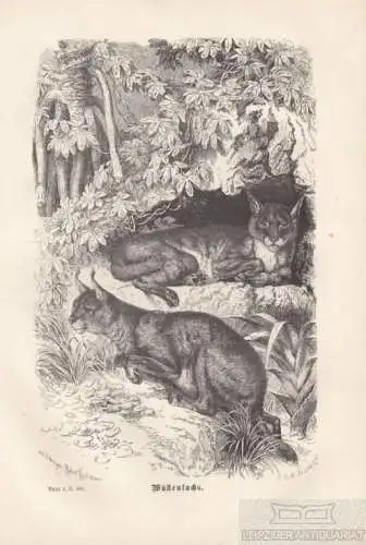 Wüstenluchs. aus Brehms Thierleben, Holzstich. Kunstgrafik, 1876, gebraucht, gut