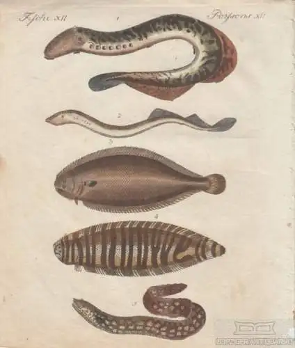 Fische. Tafel XII. Lamprete. Muräne. Neunauge, Kupferstich, Bertuch. Kunstgrafik