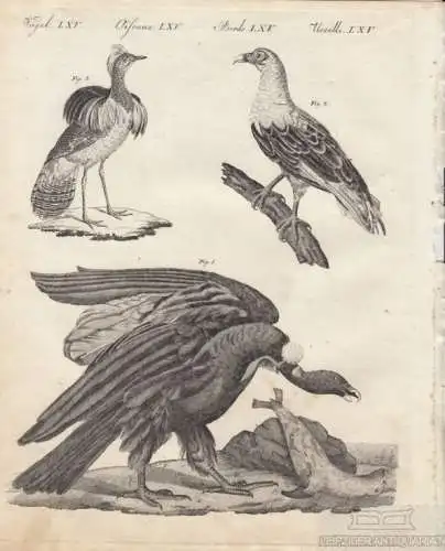 Vögel. Tafel LXV. Geier. Kondor, Kupferstich, Bertuch. Kunstgrafik, 1805