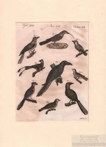 Vögel. Tafel XCIII. Vögel, Kupferstich, Bertuch. Kunstgrafik, 1805