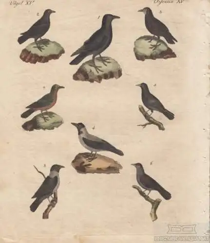 Vögel. Tafel XV. Raben, Kupferstich, Bertuch. Kunstgrafik, 1805, gebraucht, gut