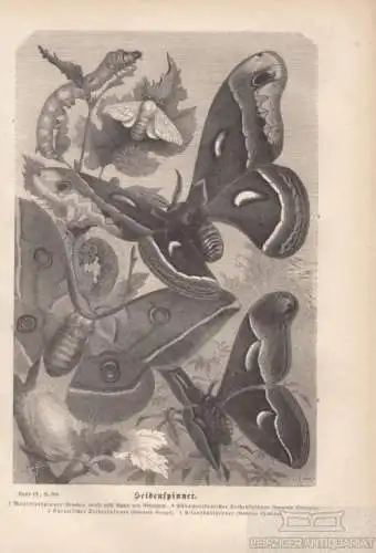 Seidenspinner. aus Brehms Thierleben, Holzstich. Kunstgrafik, 1877
