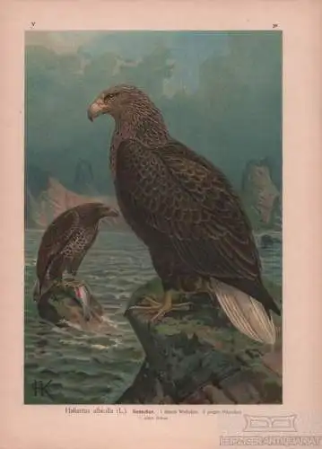 Seeadler, Lithografie, Naumann. Kunstgrafik, 1901, Verlag Fr. Eugen Köhle 263692